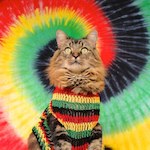 badbeej's Avatar