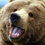 Yogi_Bear