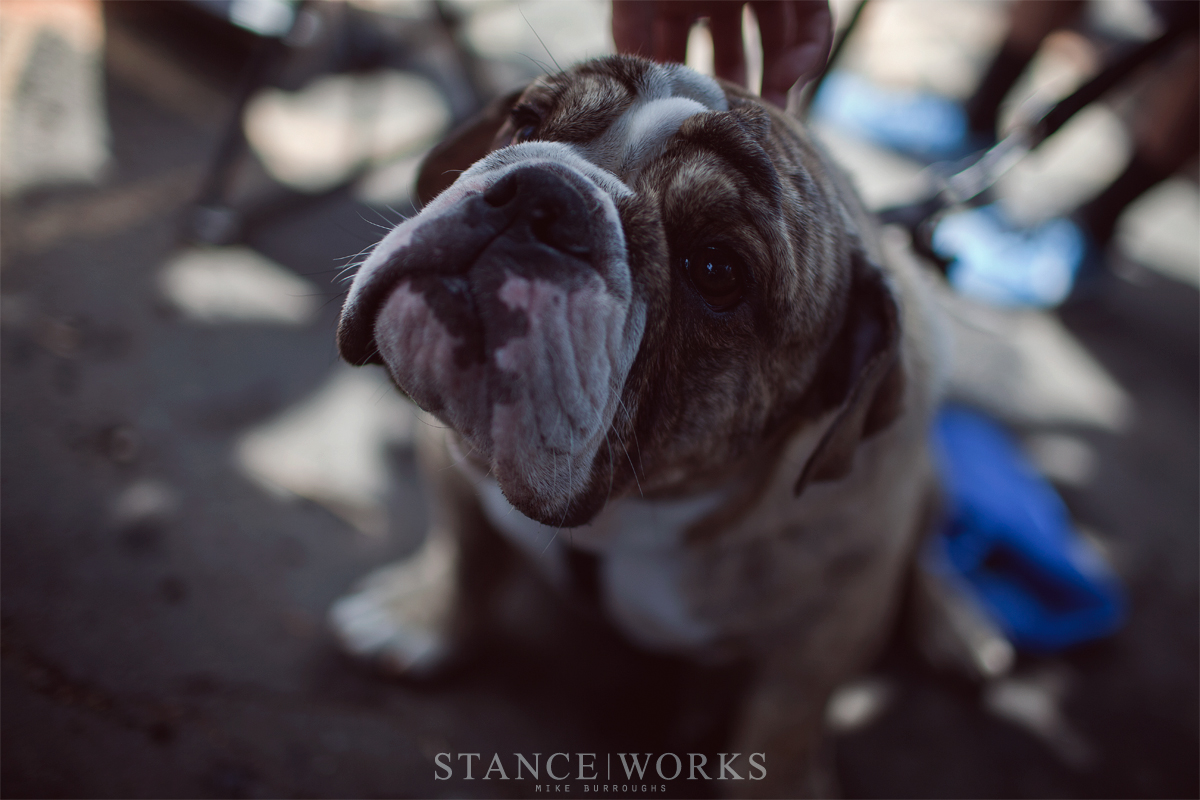 dog-played-out-show