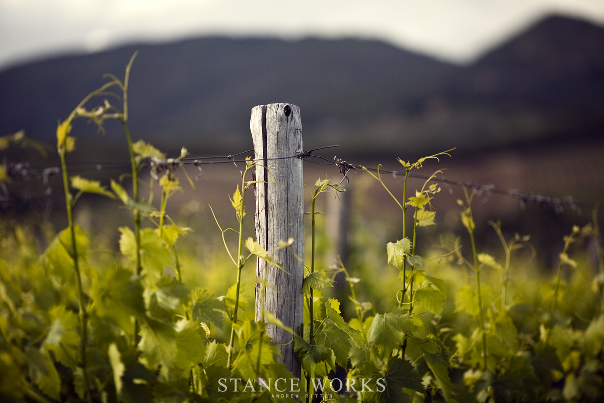 italian-vineyard-bmw