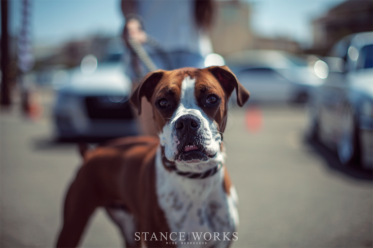 this-is-a-dog-obviously