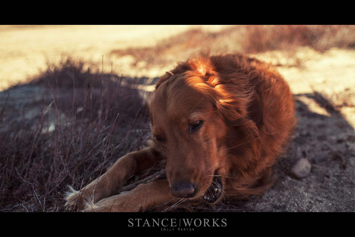 fj62-land-cruiser-cleghorn-ridge-frankie-the-dog