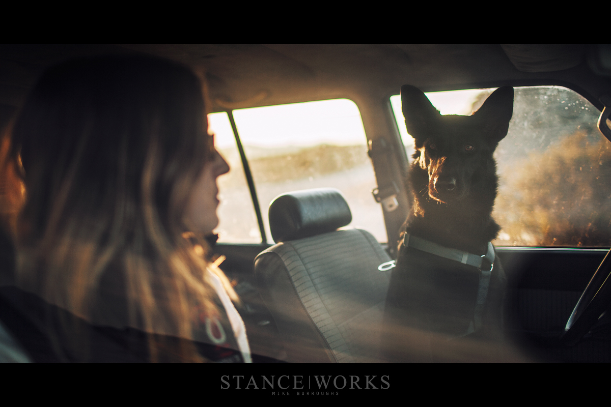chloe-dog-landcruiser-toyota-fj62