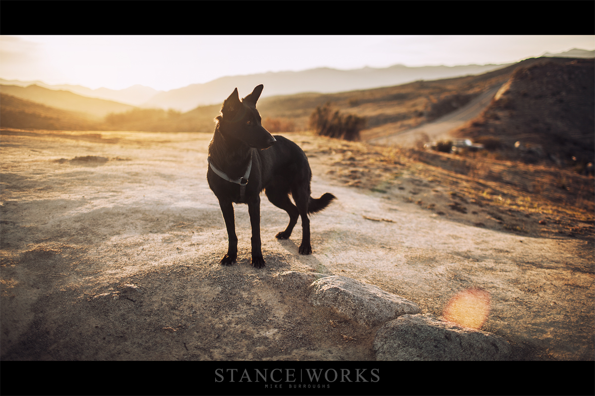 chloe-stanceworks-dog