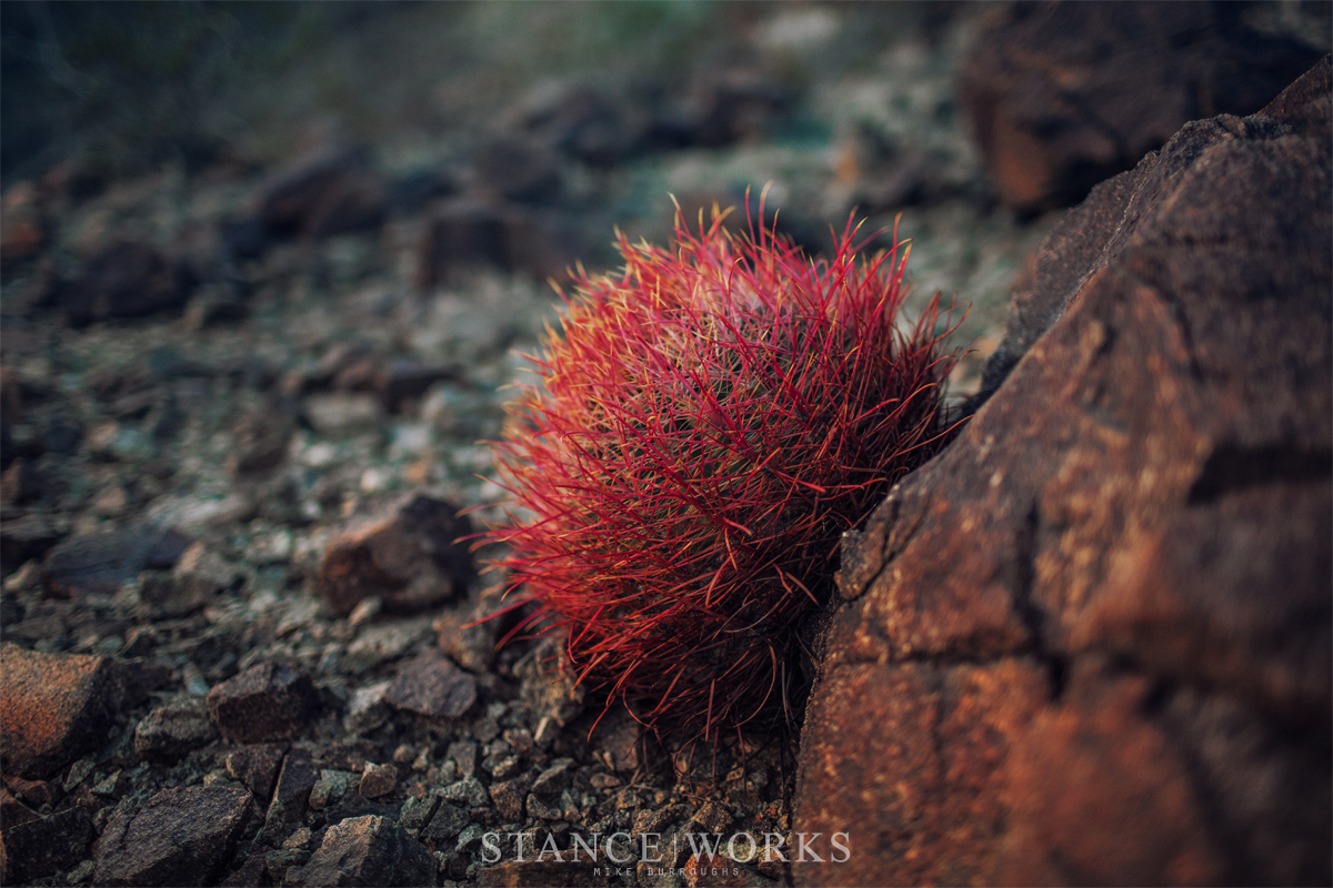 thats-a-weird-cactus