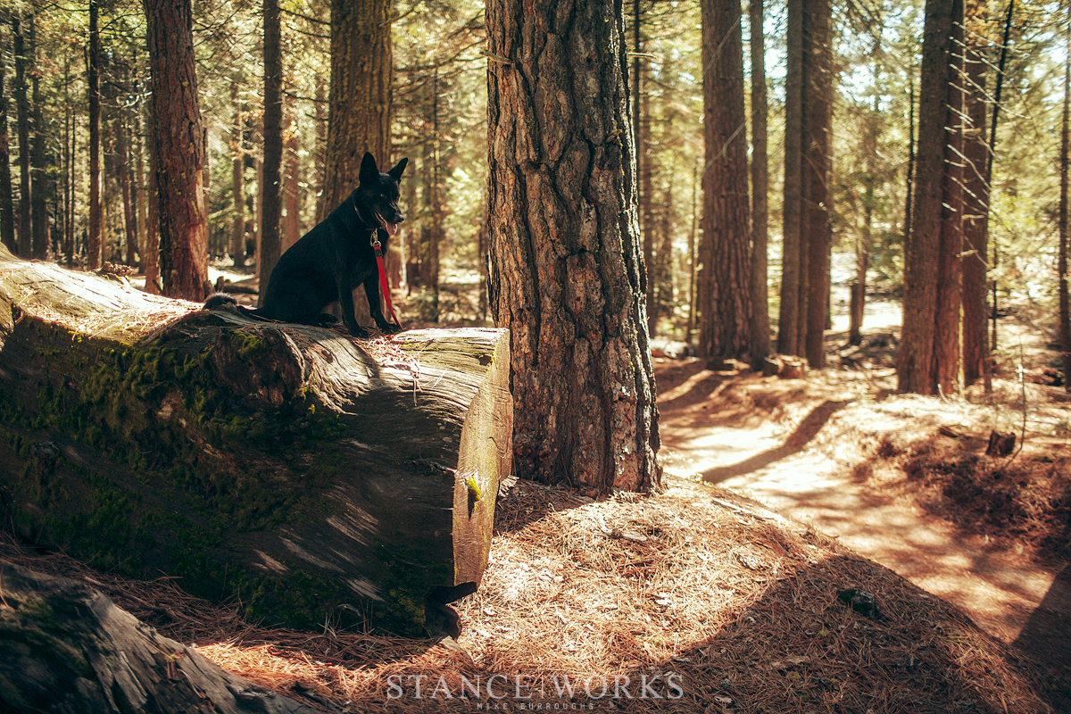 chloe-on-a-log