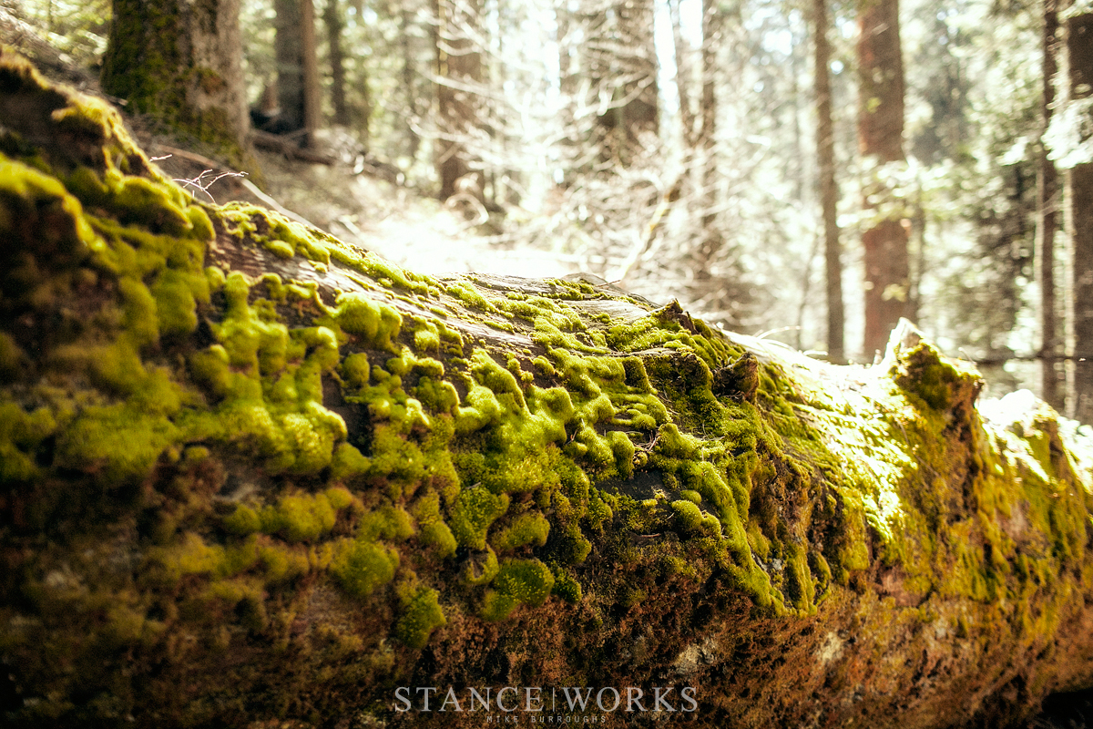 nelder-grove-moss-tree