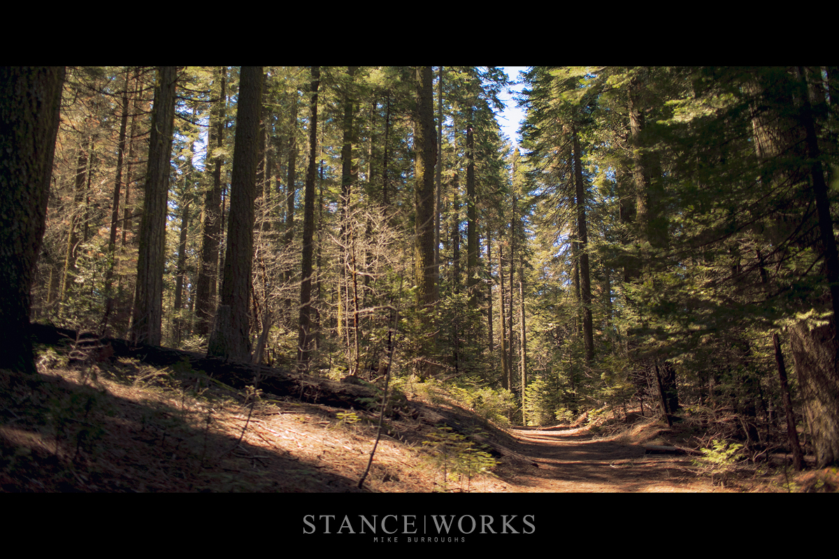 pine-trees-nelder-grove-california