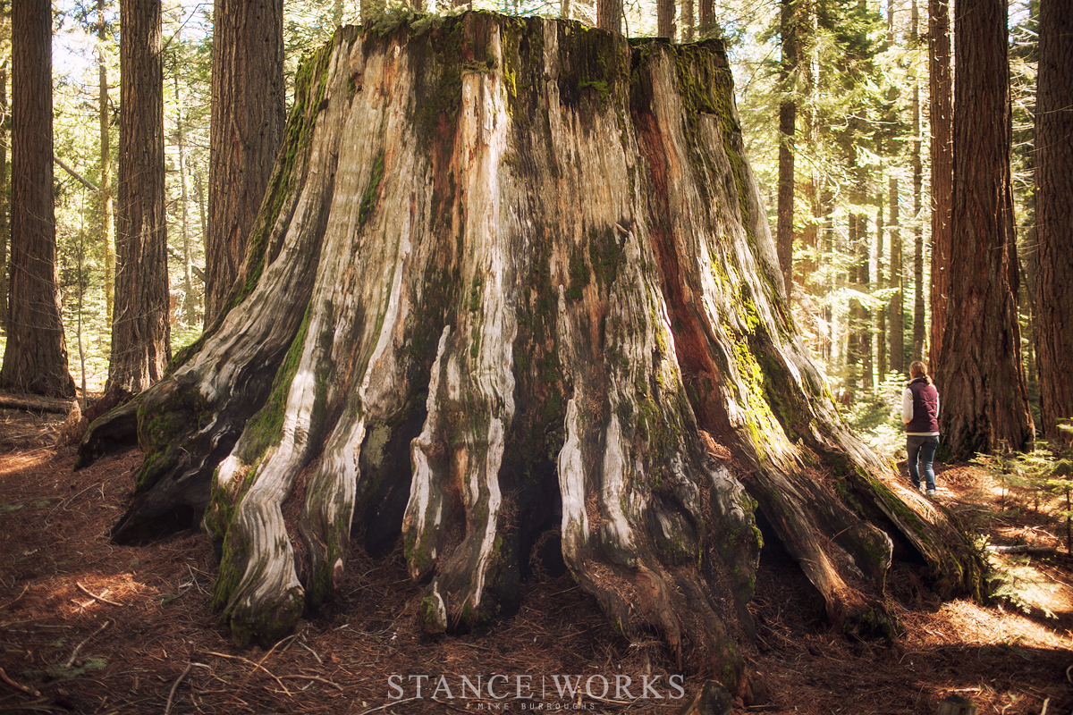 sequoia-stump