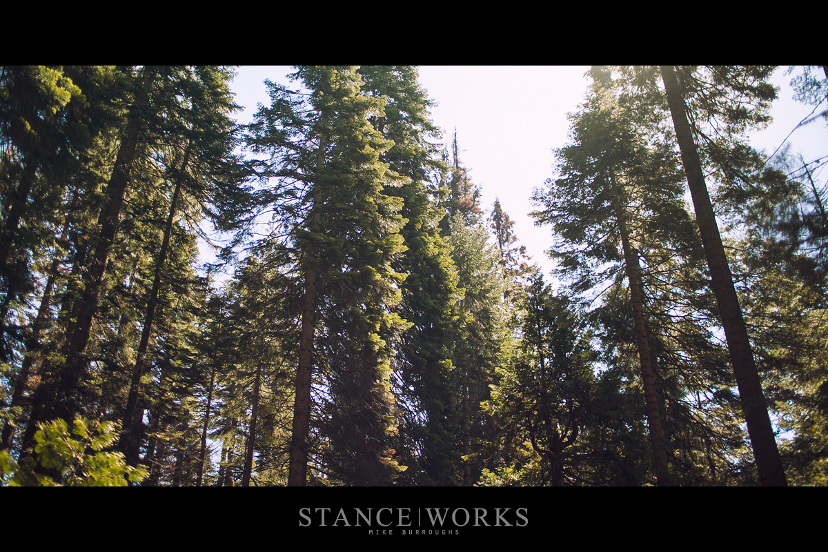 tall-trees-nelder-grove